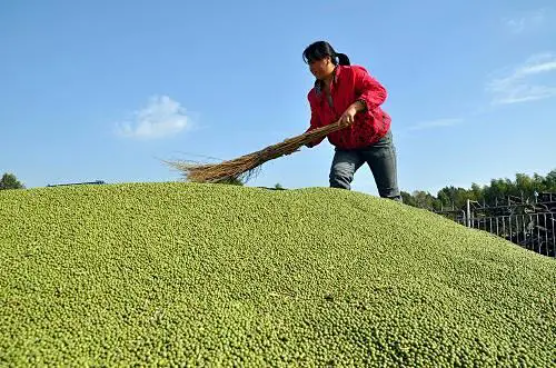 集團全力助推黑龍江省委托招商引資，以農業高質量發展助推鄉村振興