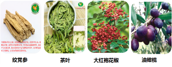 東方龍商務(wù)集團(tuán)全力助推甘肅隴南文縣委托招商招商引資，重點(diǎn)構(gòu)建特色農(nóng)業(yè)、優(yōu)勢(shì)工業(yè)、文旅康養(yǎng)三大產(chǎn)業(yè)集群