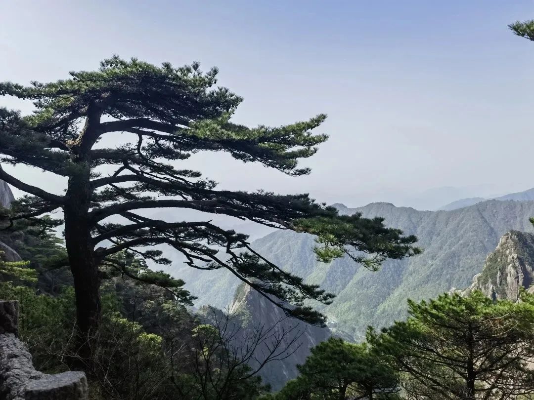 東方龍商務(wù)與春天有個約會！集團100余人赴安徽黃山“團建”，太嗨了！“奔跑二季度”——我們準備好了！
