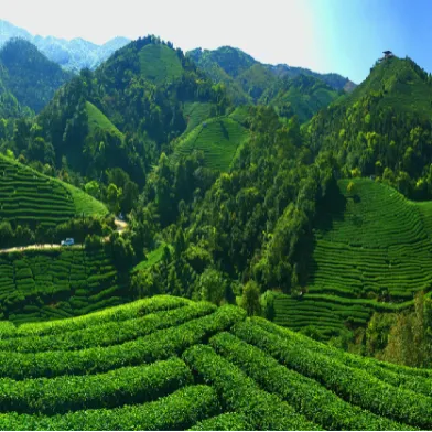 集團全力助推廣西賀州昭平縣委托招商引資，助力產(chǎn)業(yè)蝶變升級！